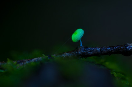glowing-mushroom