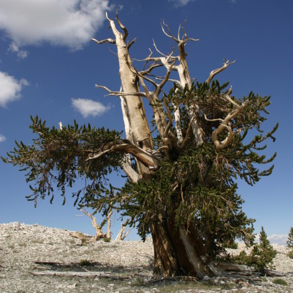 pinus-longaeva-mature-tree-patriarch-grove