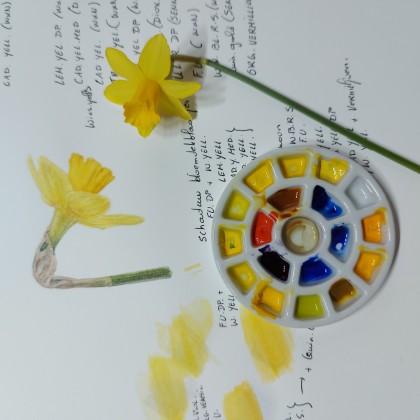 narcis-in-aquarel