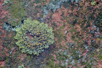 korstmos-xanthoria-parietina-and-other-mosses